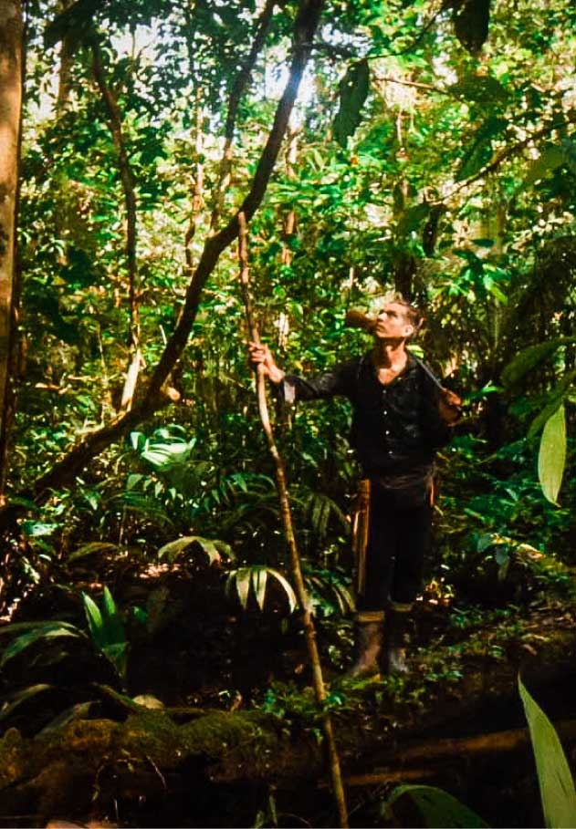 Amazon wildlife